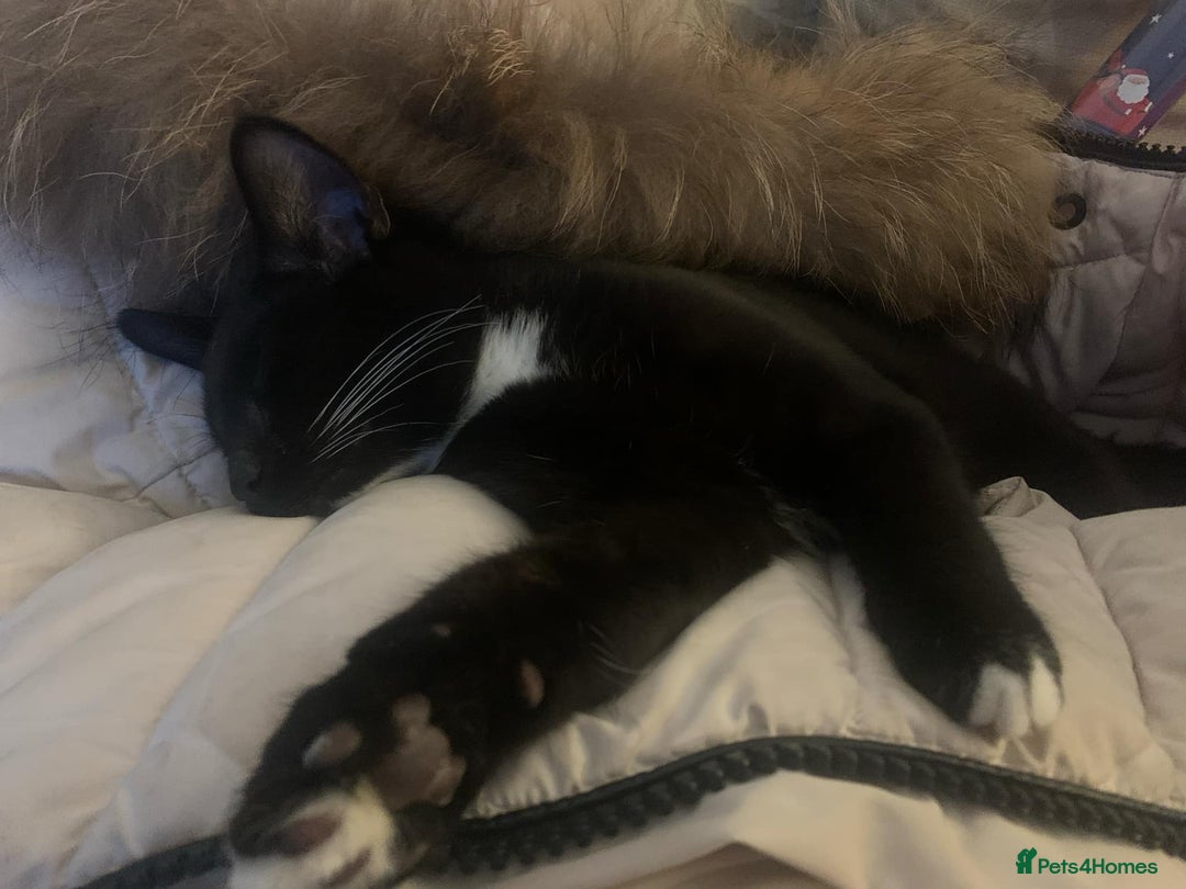 Mixed Breed cats for sale: Black and white cat boy cat tree goes with him - Image 1