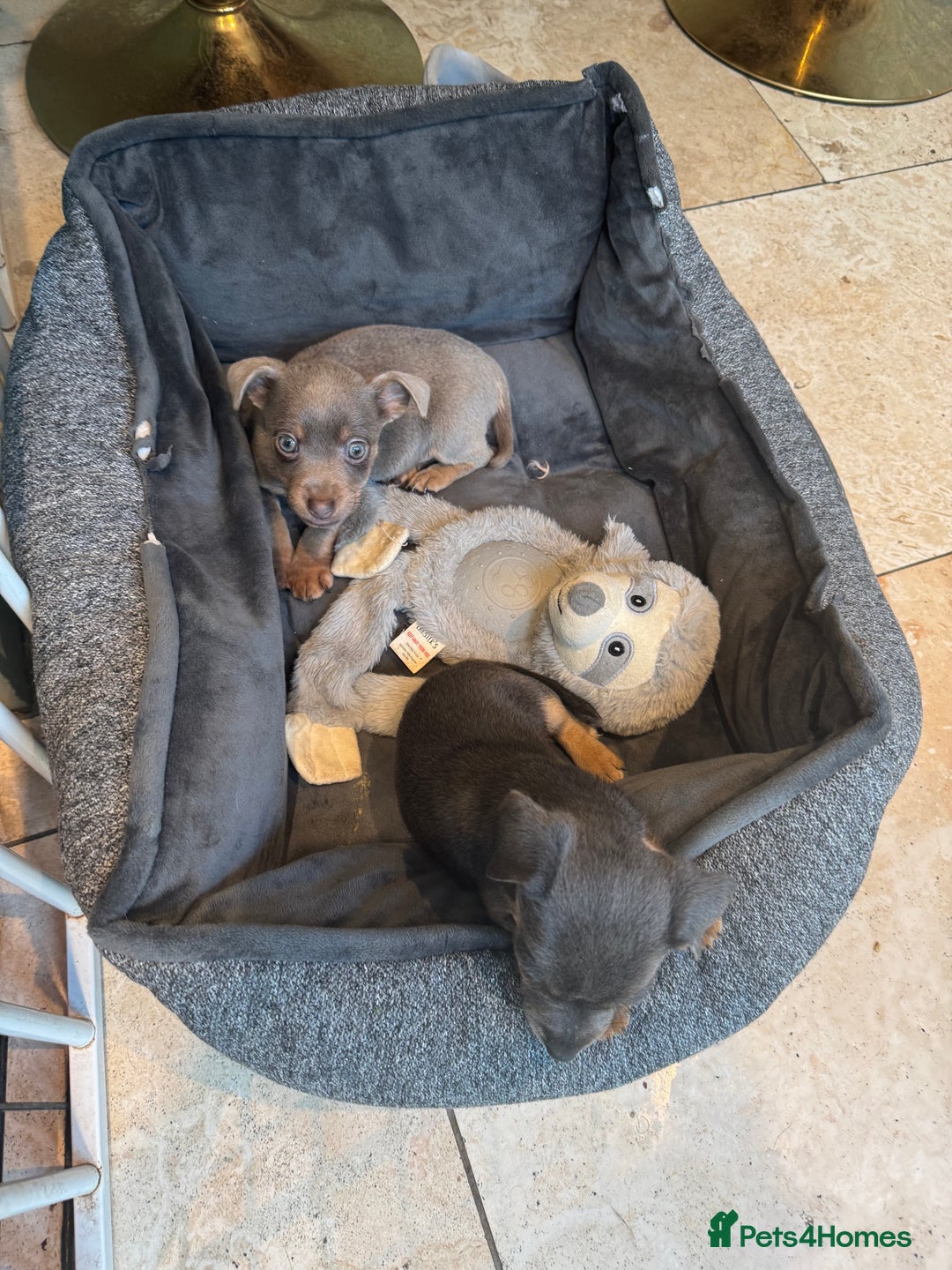 Jack Russell dogs for sale: Jack Russell Puppy 1 - Stunning much Wenlock puppy  - Image 18