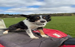 Border Collie dogs for sale: 6 border collie puppies  - Image 19