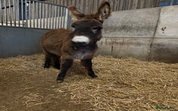 Donkey livestock for sale: Gwen Jenny donkey foal  - Image 1