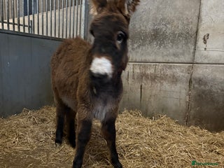 Donkey livestock Gwen Jenny donkey foal - Advert 2