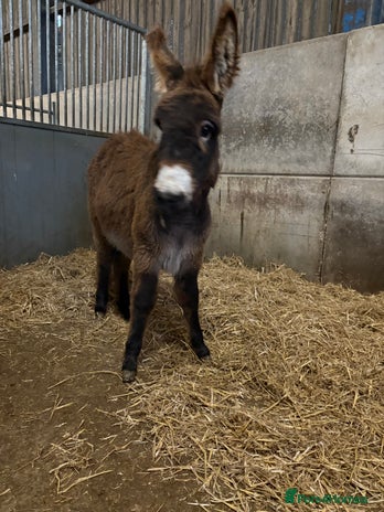 Donkey livestock - Advert 1