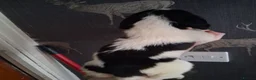 Cocker Spaniel dogs for sale: working cocker spaniels for sale - Advert 7