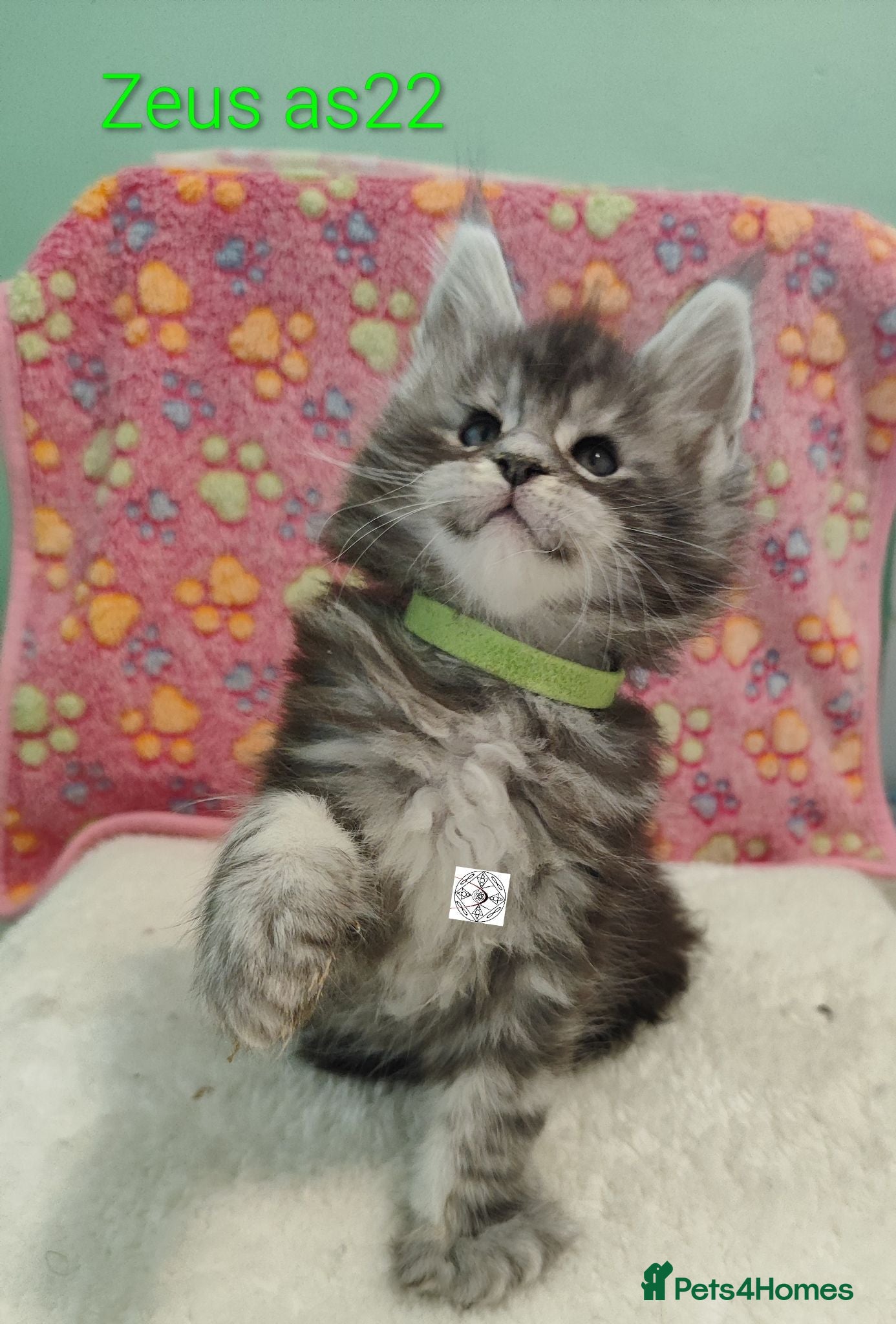 Maine Coon cats Gorgous maine coon kittens ❤️ - Advert 1