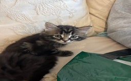 Mixed Breed cats for sale: Ragdoll/domestic shorthair  - Image 11