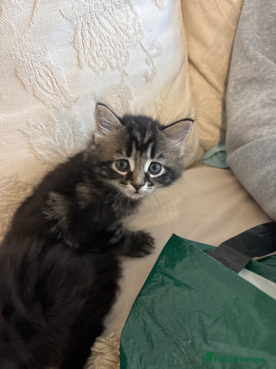 Mixed Breed cats for sale: Ragdoll/domestic shorthair  - Image 11