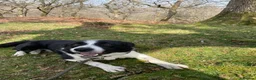 Border Collie dogs for sale: A loving border collie  - Advert 2