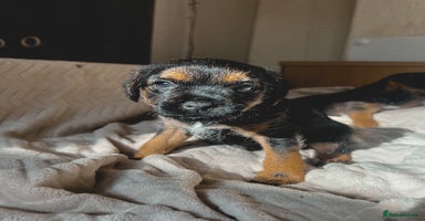 Border Terrier dogs - Advert 12