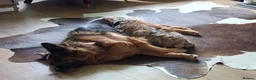 Border Terrier dogs for sale: KC REGISTERED SLEM CLEAR PUPPIES - Advert 8