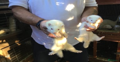 Ferret rodents - Advert 3