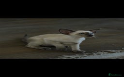 Oriental cats for sale: Stunning beautiful Oriental kitten BOY - Image 3