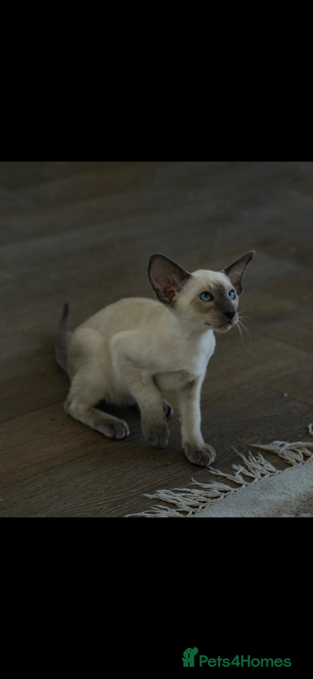 Oriental cats for sale: Stunning beautiful Oriental kitten BOY - Image 3