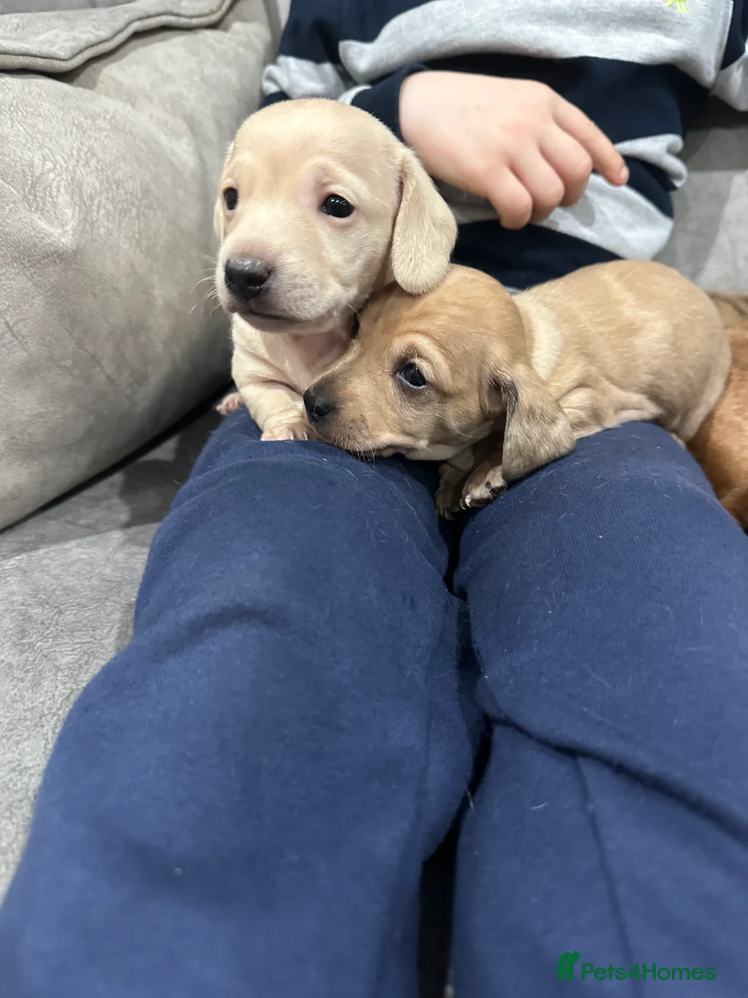 Miniature Dachshund dogs for sale: Miniatures dachshunds - Advert 8