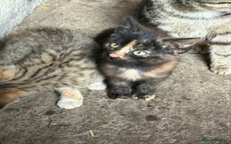 Mixed Breed cats for sale: Farm kittens  - Image 5