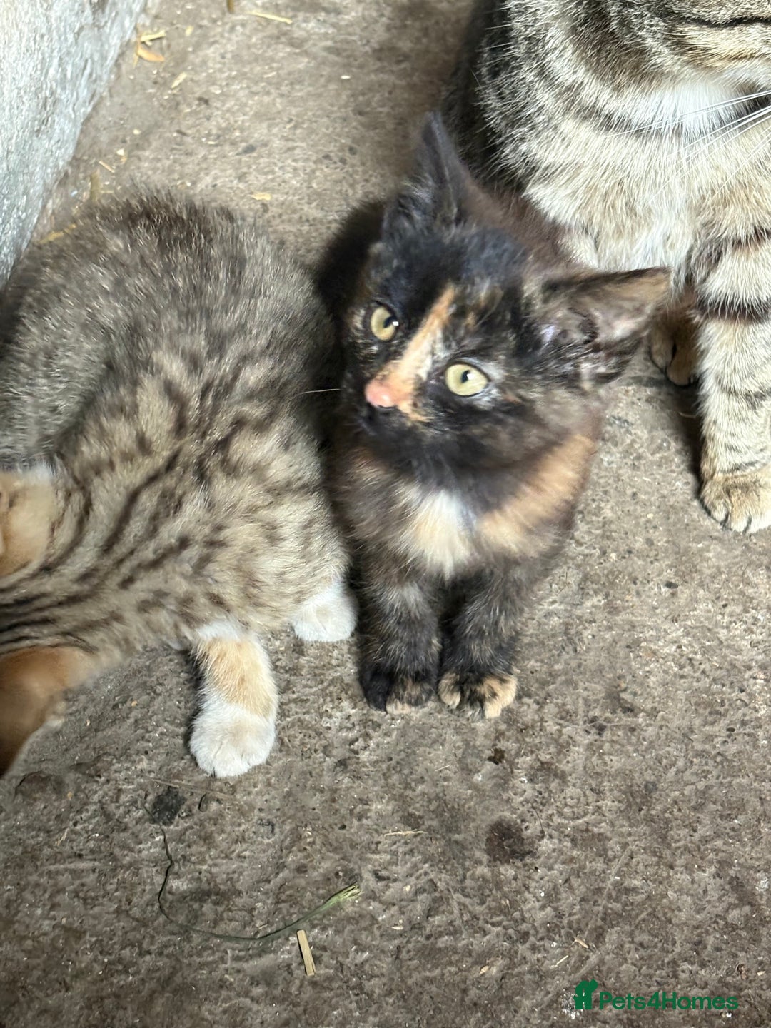 Mixed Breed cats for sale: Farm kittens  - Image 5