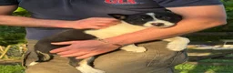 Smooth Collie dogs for sale: ISDS registered Collie Pups - Advert 4