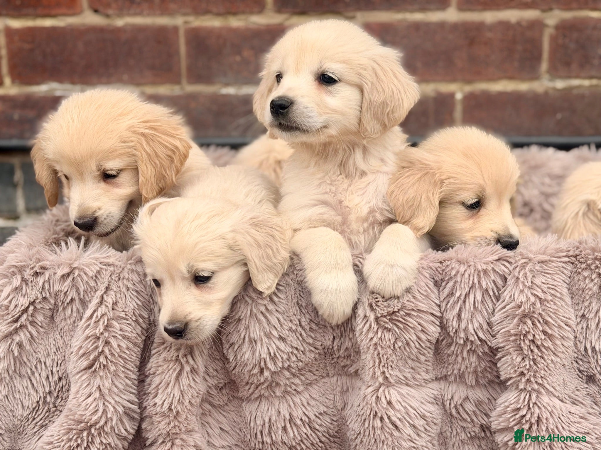 Golden Retriever dogs 🐾 Gorgeous Golden Retriever Puppies Ready Now 🐾 - Advert 1