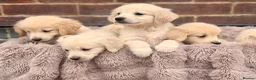 Golden Retriever dogs for sale: 🐾 Gorgeous Golden Retriever Puppies Ready Now 🐾 - Advert 1
