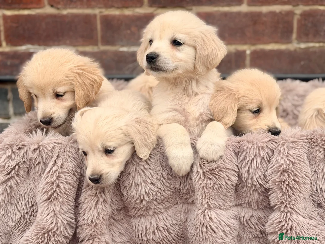 Golden Retriever dogs for sale: 🐾 Gorgeous Golden Retriever Puppies Ready Now 🐾 - Advert 1