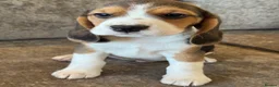 Beagle dogs for sale: TRUE SHOW TYPE KC REGISTERED BEAGLES - Advert 21
