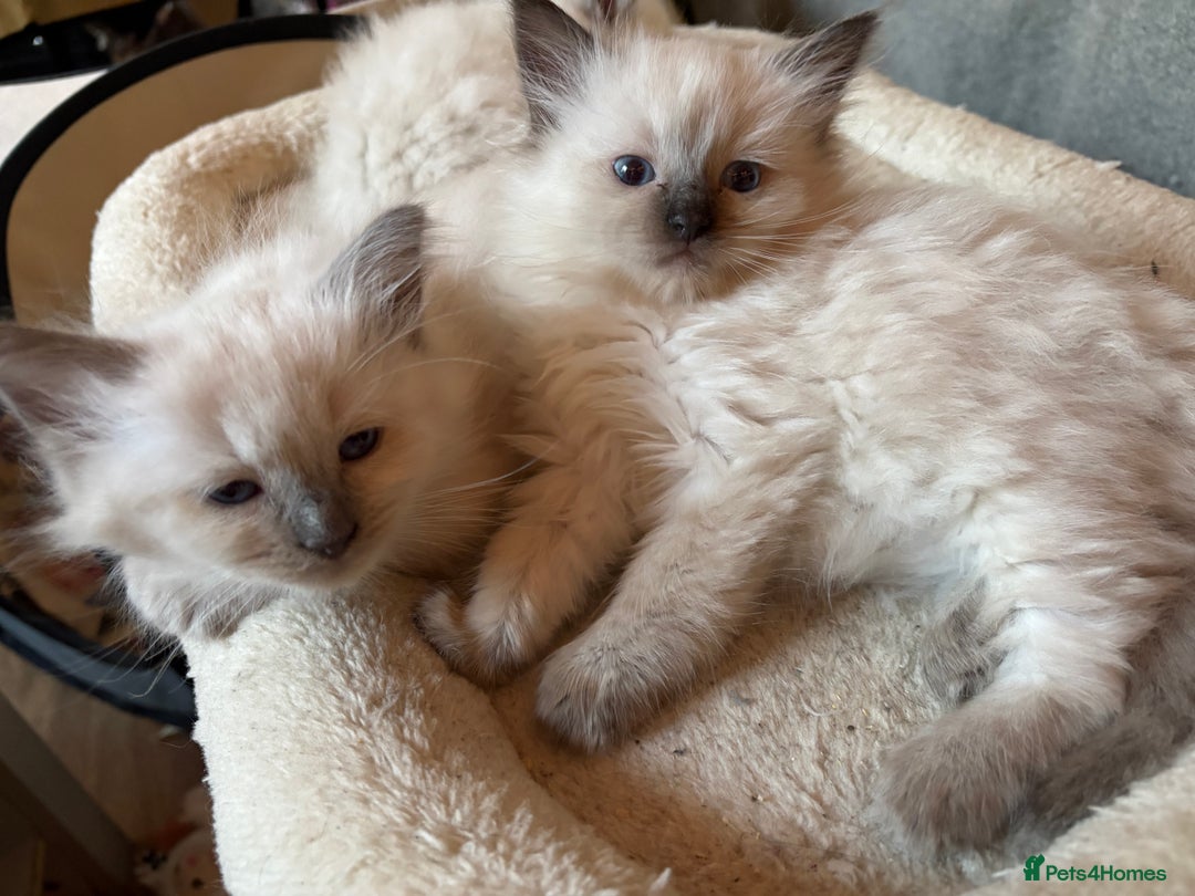 Ragdoll cats for sale: 3 Stunning Ragdoll boys - Image 14