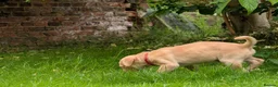Labrador Retriever dogs for sale: Golden Yellow Lab pups in York - Advert 3