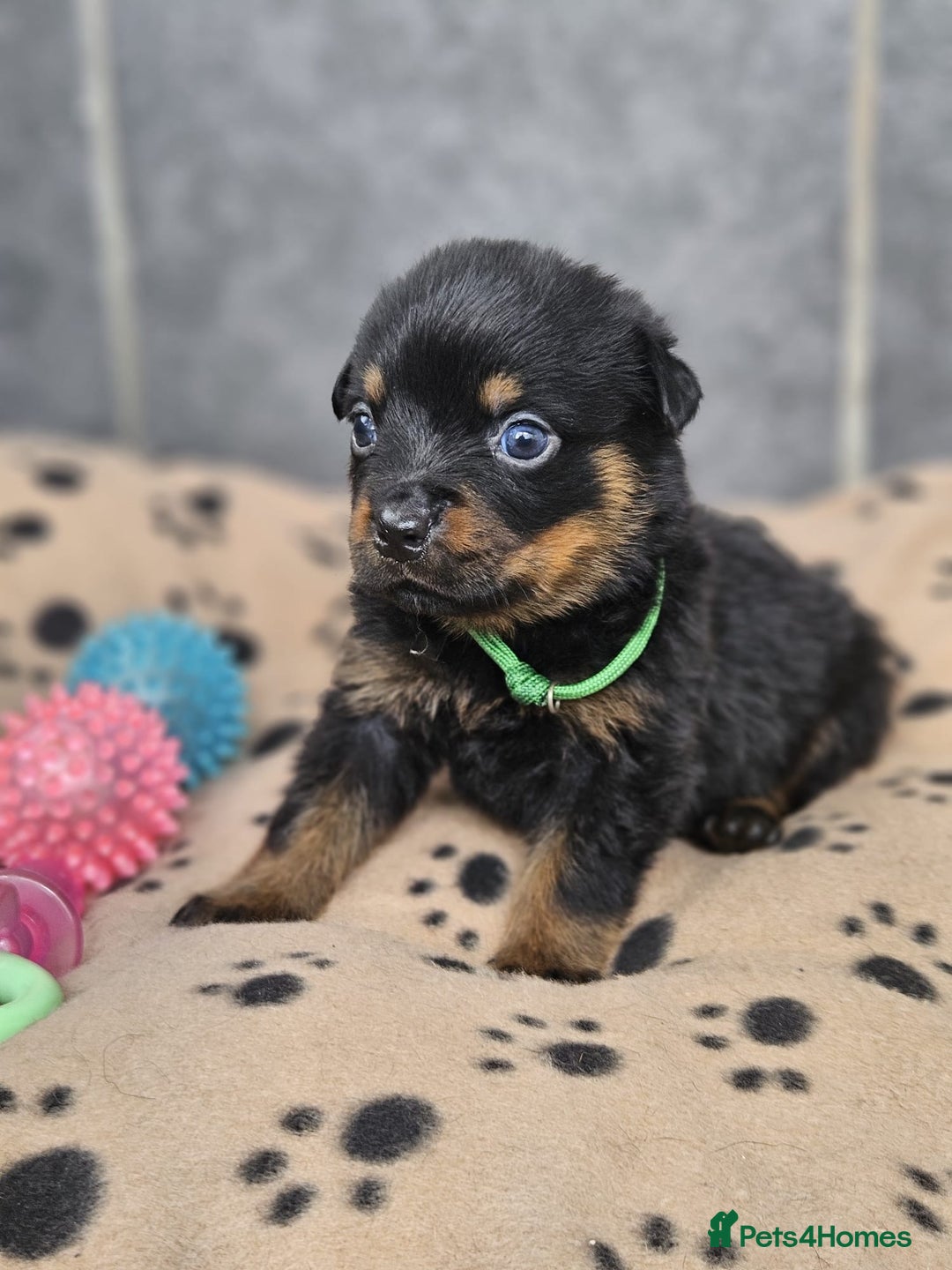 Rottweiler dogs for sale: Stunning Rottweiler puppy’s  - Image 9