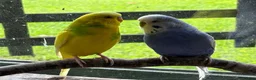 Budgerigars birds for sale: Pair of budgies - Advert 2