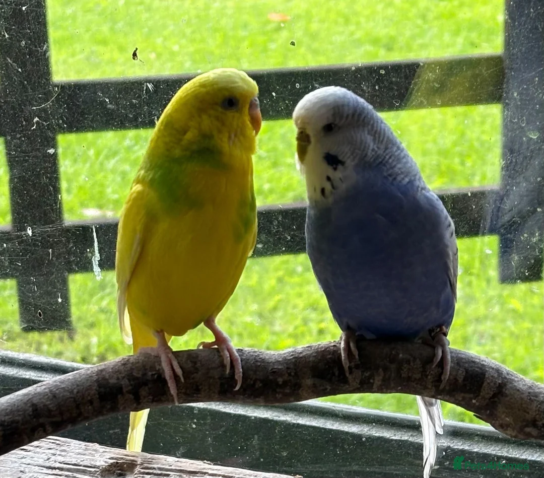 Budgerigars birds for sale: Pair of budgies - Advert 2