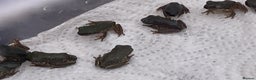 Frog reptiles for sale: Whites tree froglets  - Advert 9