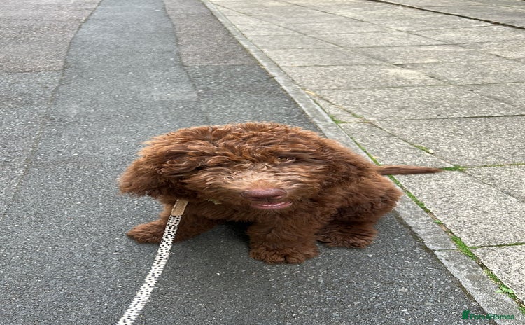 Australian Labradoodle dogs - Advert 14