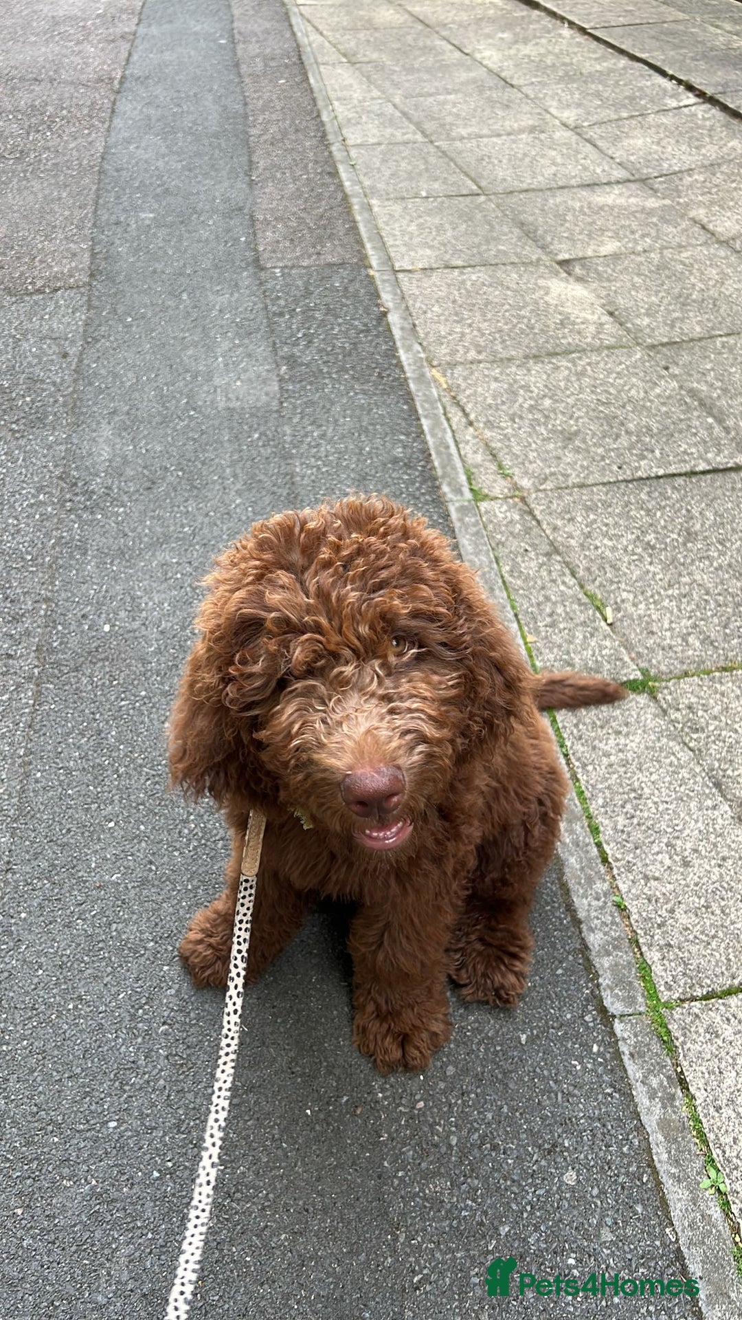 Australian Labradoodle dogs for sale: Beautiful Australian Labradoodle Girl ready now - Image 1