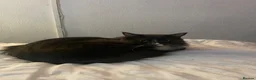 Mixed Breed cats for sale: Milo  in Nottingham - Advert 16