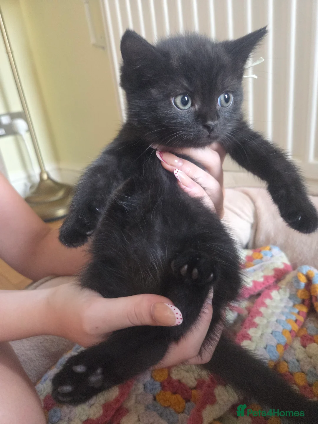 Mixed Breed cats for sale: Adorable Persian cross Tabby kittens  - Advert 2