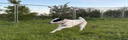Mixed Breed dogs for adoption: Badger - Badersfield Norfolk  - Advert 11