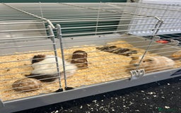 Guinea Pig rodents for sale: X2 male Guinea pigs- brothers  - Image 5