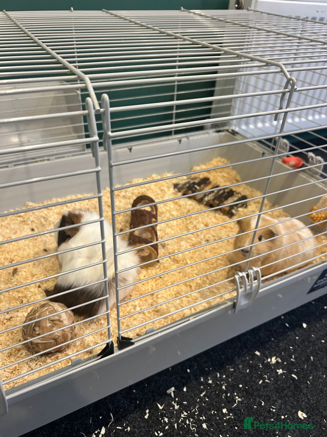 Guinea Pig rodents for sale: X2 male Guinea pigs- brothers  - Image 5