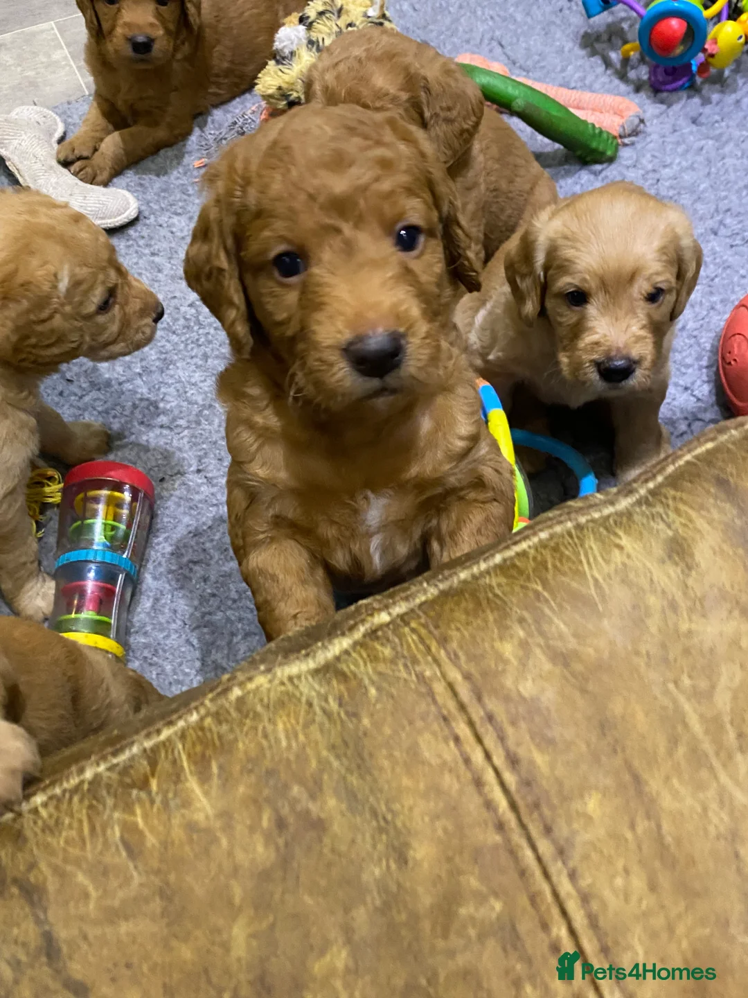Labradoodle dogs for sale: F1 Red Miniature Labradoodles  - Advert 14