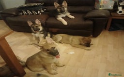 German Shepherd dogs for sale: Beautiful German Shepherd Puppies - Image 12