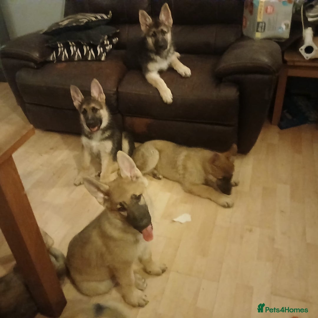 German Shepherd dogs for sale: Beautiful German Shepherd Puppies - Image 12
