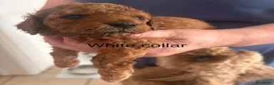 Cavapoo 4 white collar 