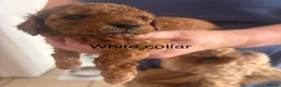 Cavapoo dogs for sale: 💕💕💕  F1 Cavapoo females Deep  Red  puppies  - Advert 14
