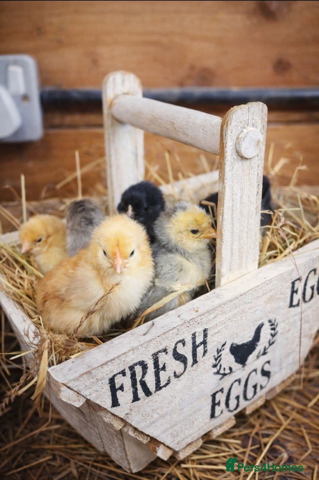 Chickens poultry Mixed chicks and ducklings available  - Advert 2