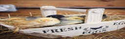 Chickens poultry for sale: Mixed chicks and ducklings available  - Advert 2