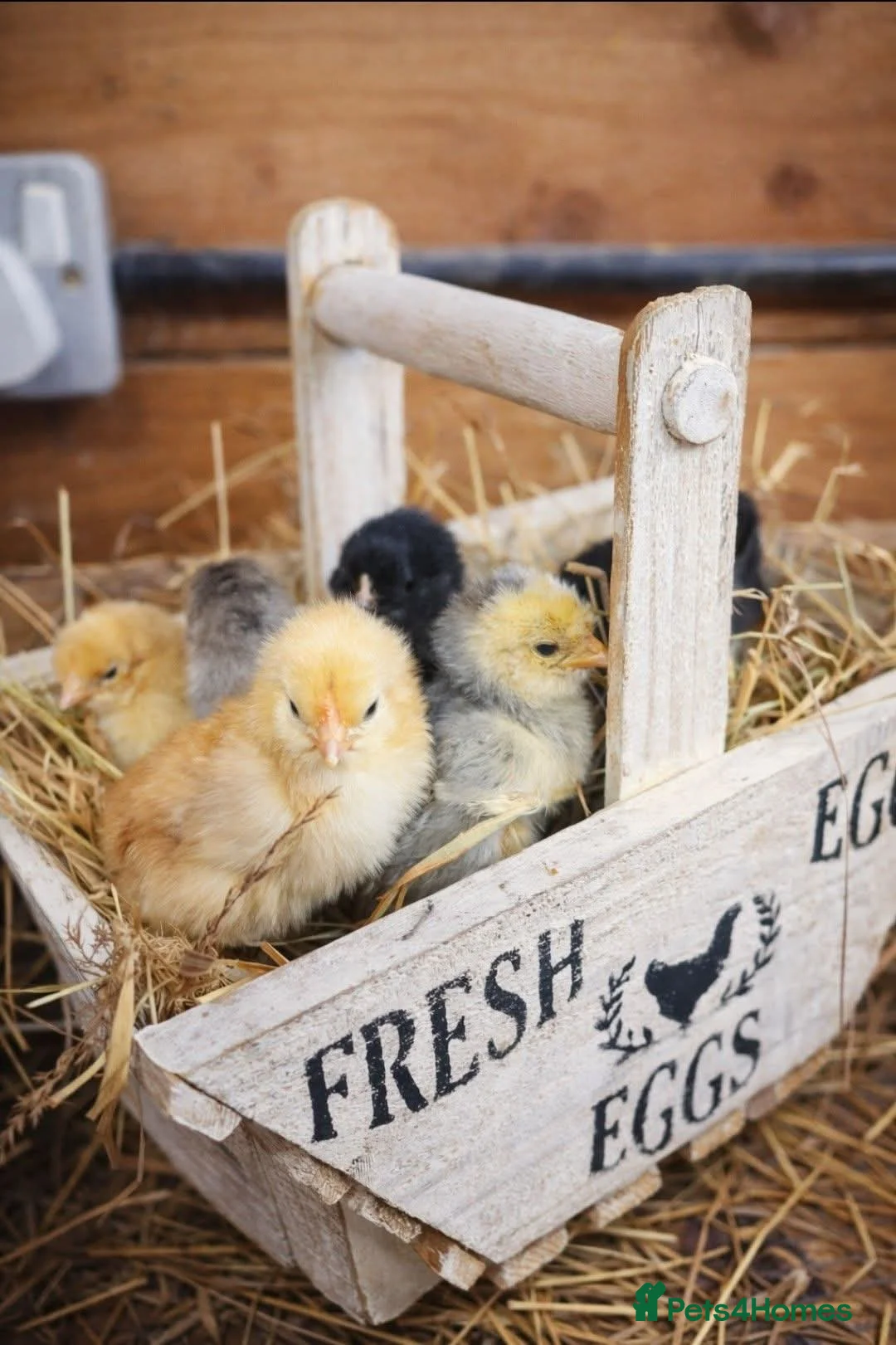 Chickens poultry for sale: Mixed chicks and ducklings available  - Advert 2