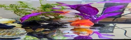 Goldfish fish for sale: 4 Happy Goldfish & Complete Setup in Fleet - Advert 4