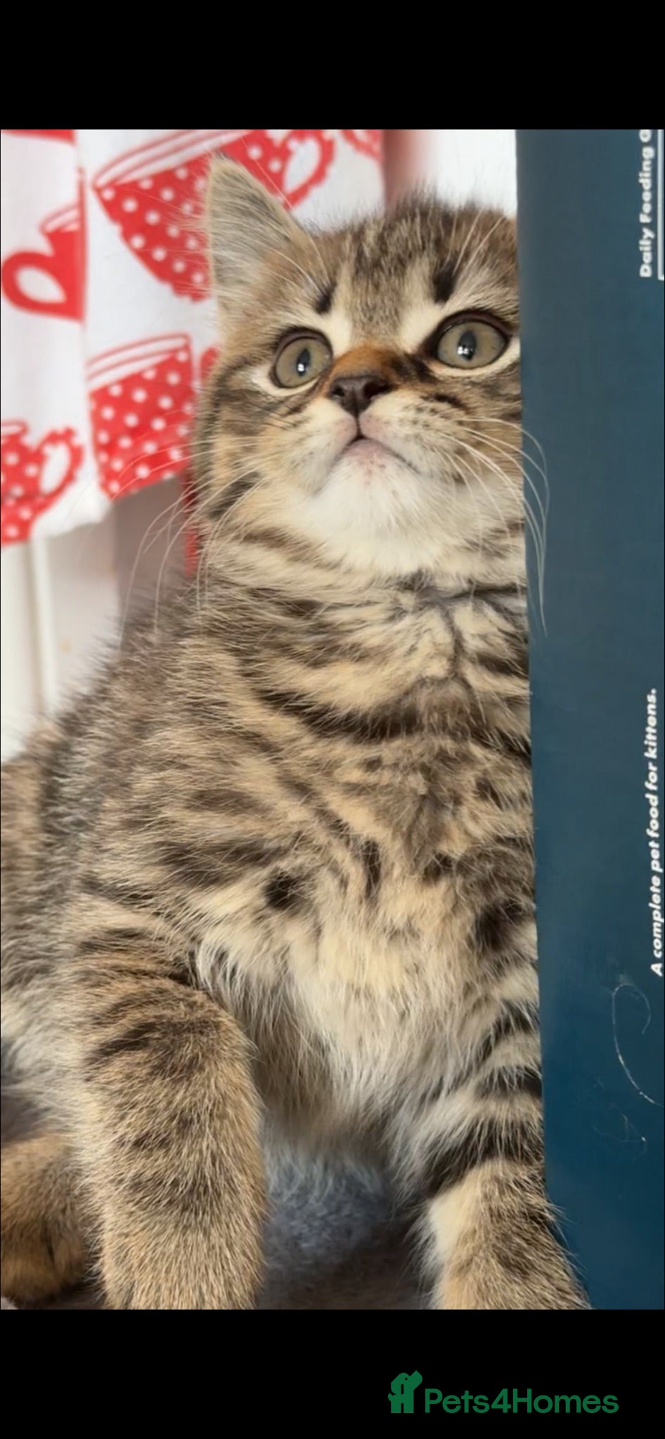 Scottish Fold cats SCOTTISH FOLD KITTENS - Advert 15