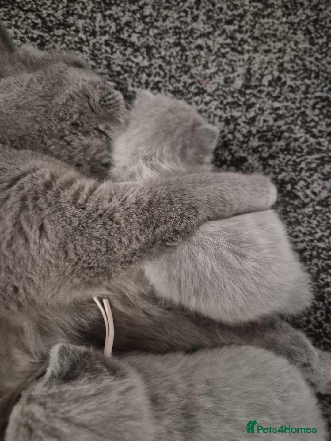 British Shorthair cats for sale: British short hair lilac - Advert 9