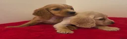 Cocker Spaniel dogs for sale: 2 working cocker pups  - Advert 1
