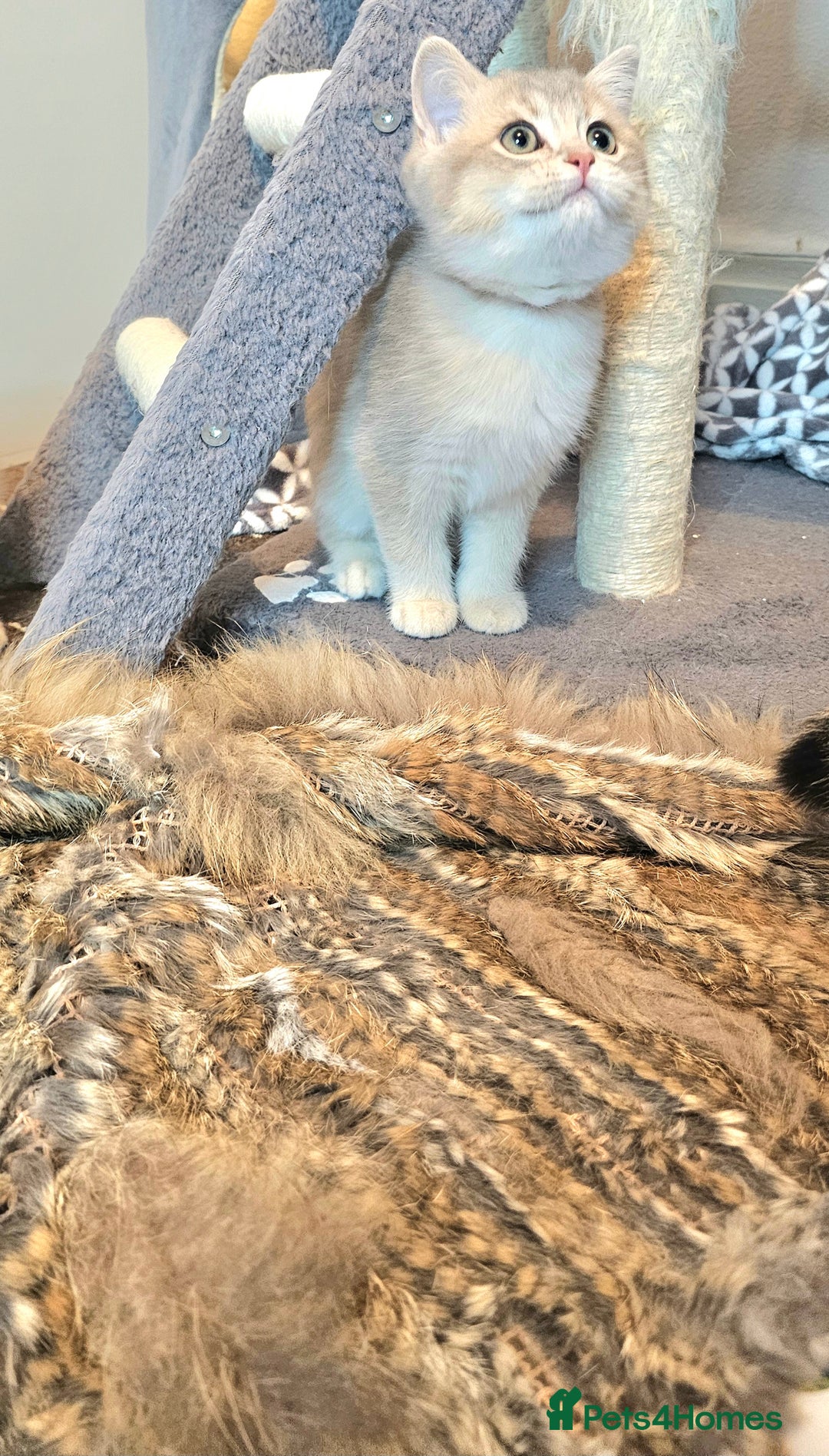 British Shorthair cats for sale: BSH GOLDEN KITTENS - Advert 11